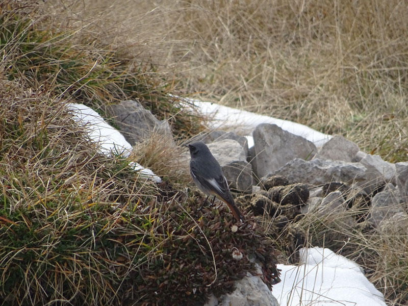 Phoenicurus ochruros - Muscicapidae